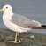 California Gull